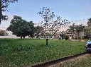 Terrenos Palmeiras Imperiais (4).webp